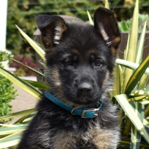 german shepherds for sale lancaster
