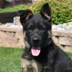 long haired german shepherd puppy