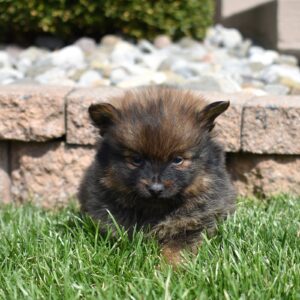 pomeranian puppies for sale honey brook pa