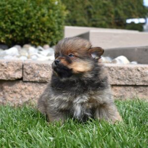 pomeranian puppies for sale near me