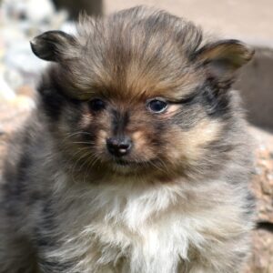 pomeranian puppies for sale near me hill top farm puppies