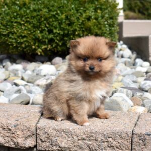 pomeranian puppy breeder