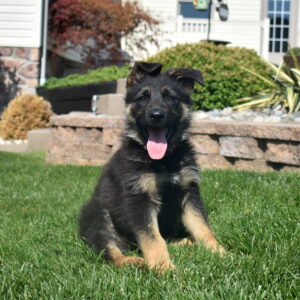 puppy german shepherd lancaster pa