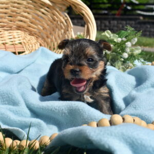 Yorkshire Terrier puppies for sale