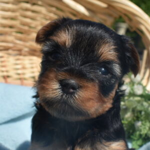 hypoallergenic Yorkie puppies for sale