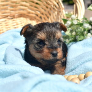 yorkie puppies for lancaster
