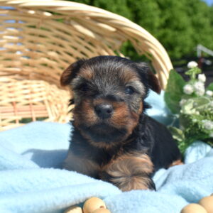 yorkie puppies near me pa