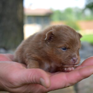brown sable Pomeranian puppy breeder
