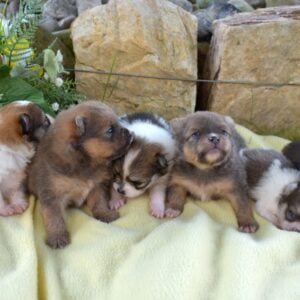 merle pomeranians