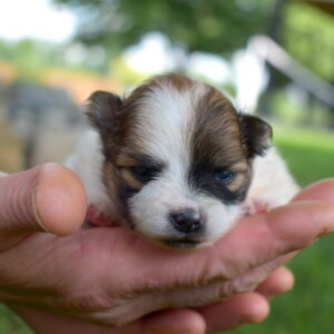 white and brown Pomeranian puppy