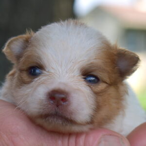 white and red Pomeranian puppy