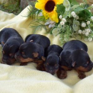 miniature yorkies near me