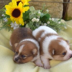 pomeranian breeders