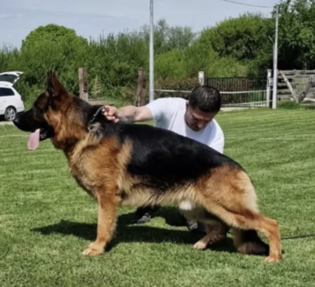 Adult German Shepherd Lux