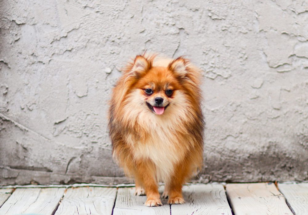 Adult Pom Betsy