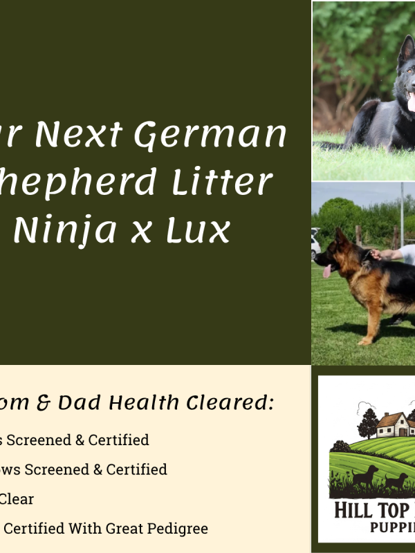 Hill Top Farm Puppies German Shepherds