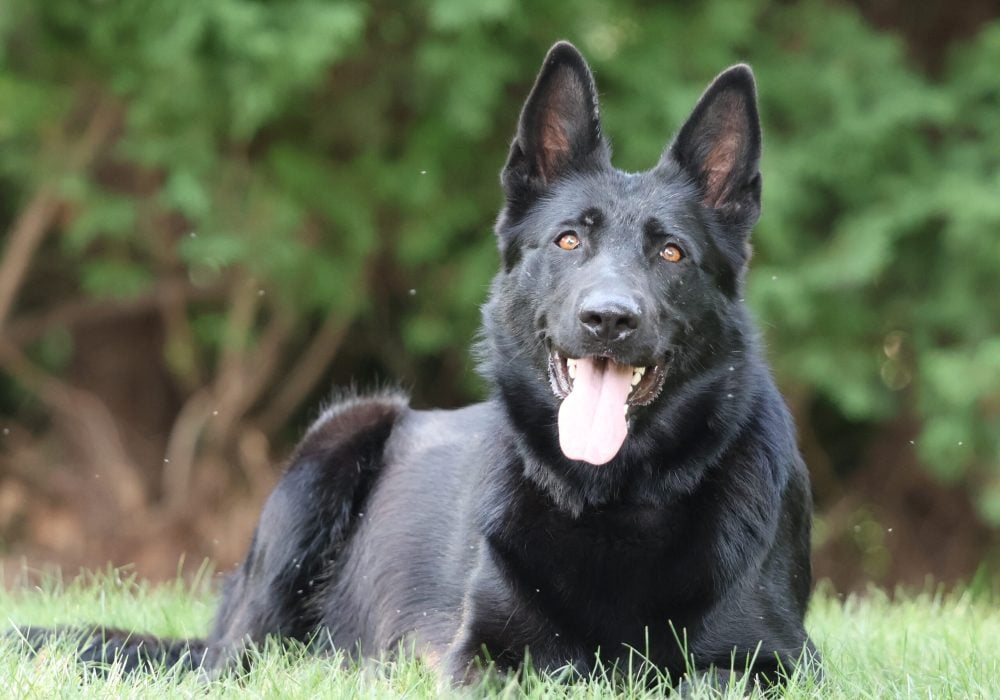 Adult German Shepherd Ninja