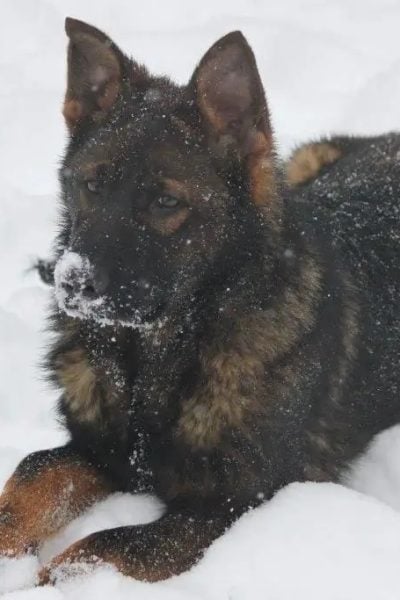 German Shepherd Adult Luna