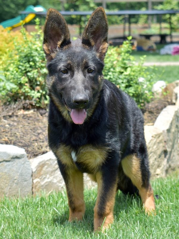 Purebred German Shepherd puppy