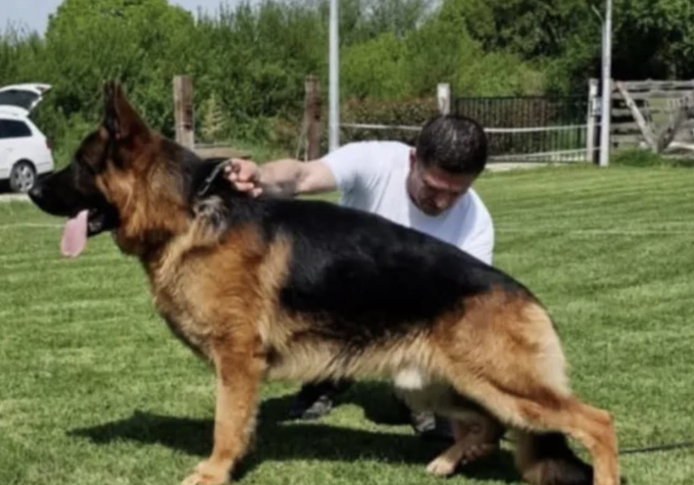 Adult German Shepherd Lux