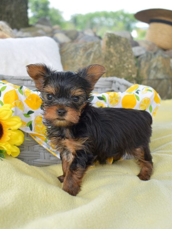 Teacup Yorkie For Sale lancaster