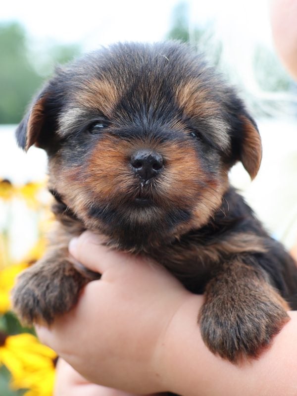 Yorkie Puppies For Sale Pa