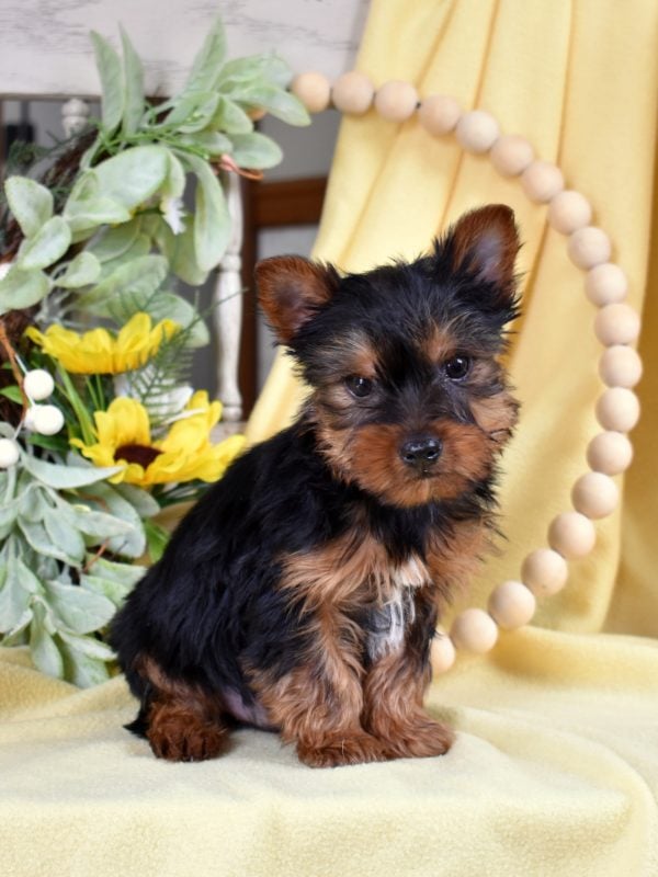 Yorkie Puppies For Sale