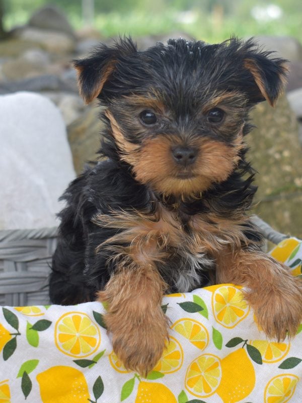 Yorkie puppy for sale lancaster