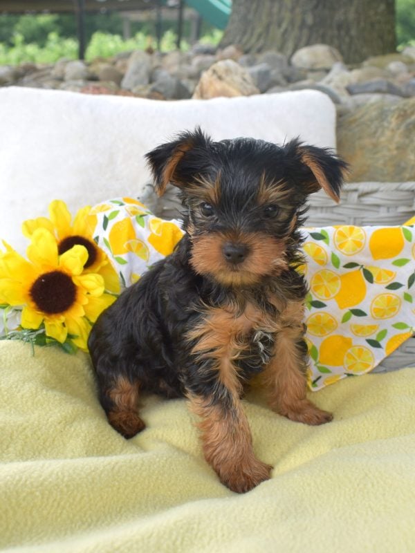 Yorkshire Terrier Breeders near me