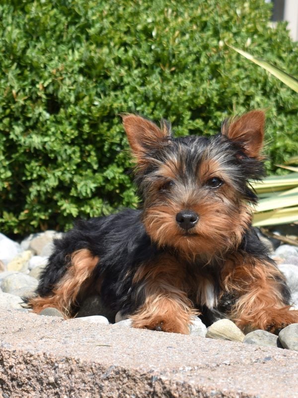 Yorkshire Terrier Puppies For Sale Near Me hilltop puppies