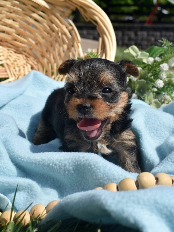 Yorkshire Terrier puppies for sale