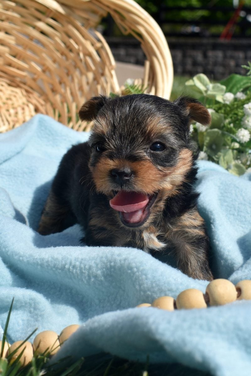 Yorkshire Terrier puppies for sale