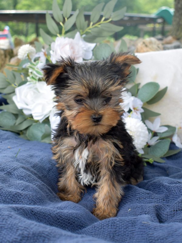 Yorkshire Terrier puppies lancaster pa
