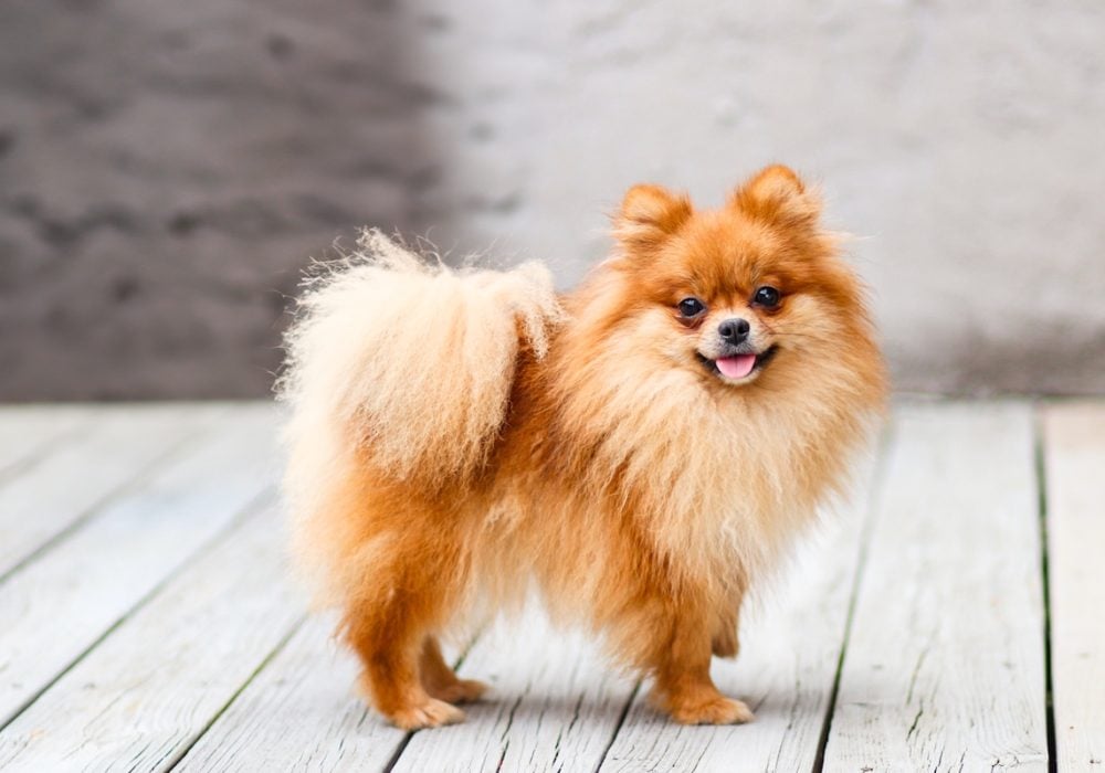 adult pom bella