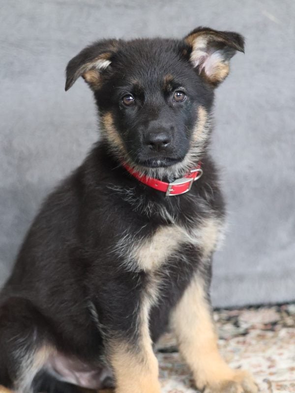 akc german shepherd puppies
