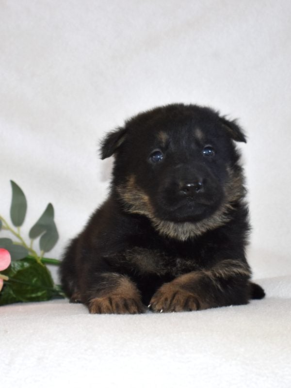all black german shepherd puppies