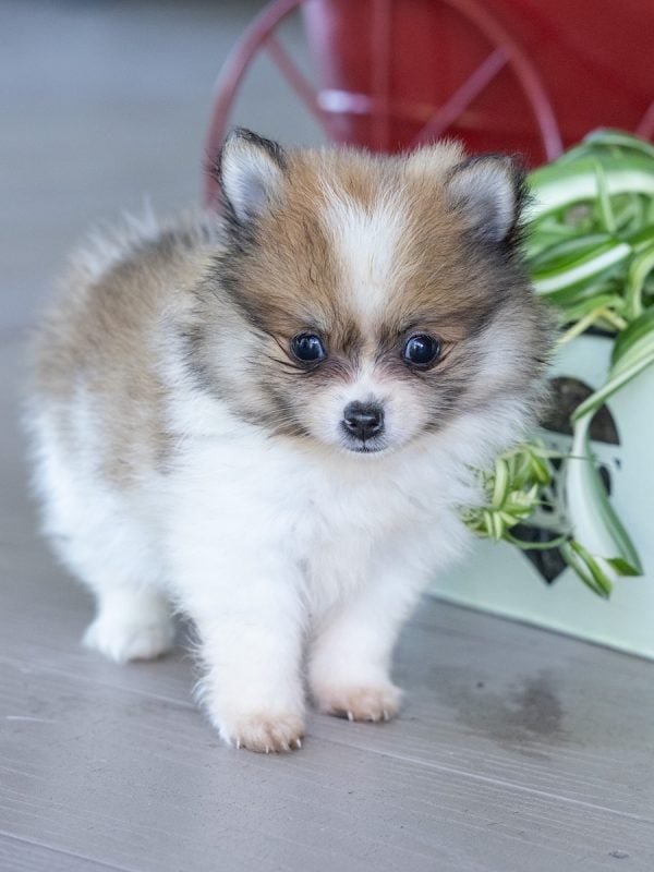 black and white pomeranian puppies