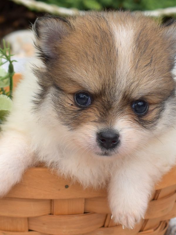 black and white pomeranian puppies