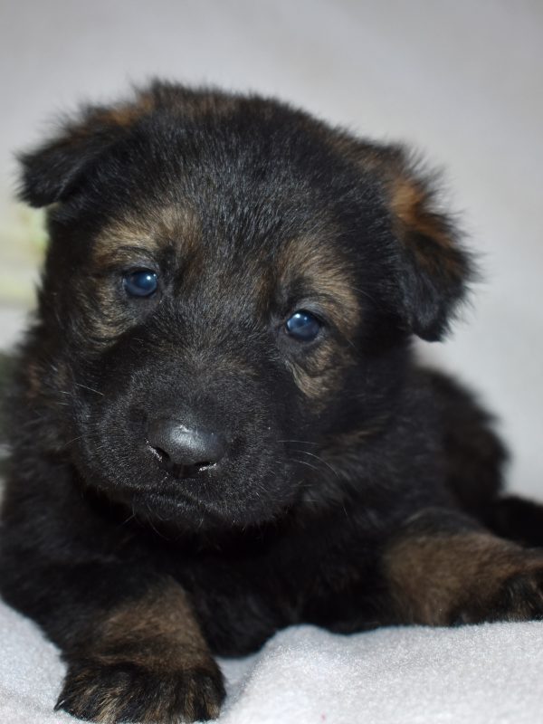 black german shepherd puppies for sale