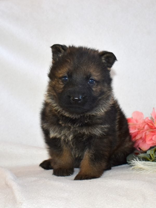 black sable german shepherd puppy