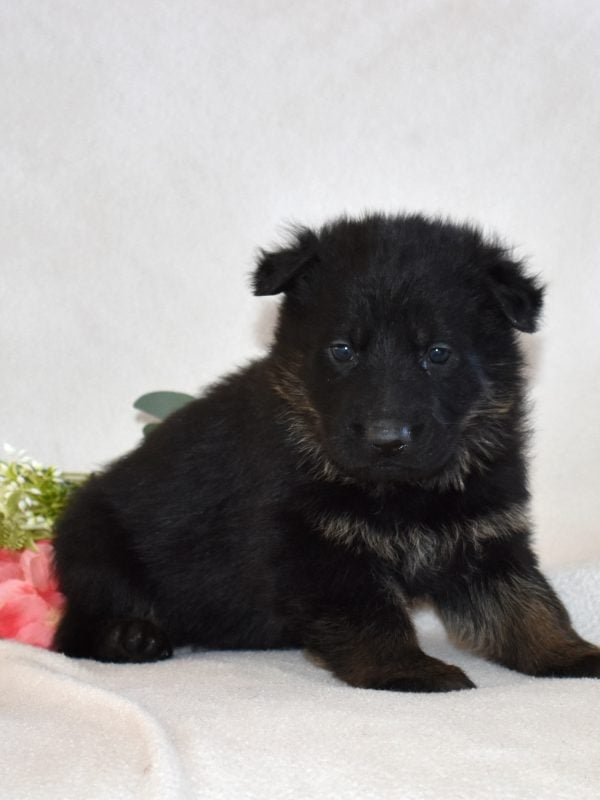 black german shepherd puppy for sale