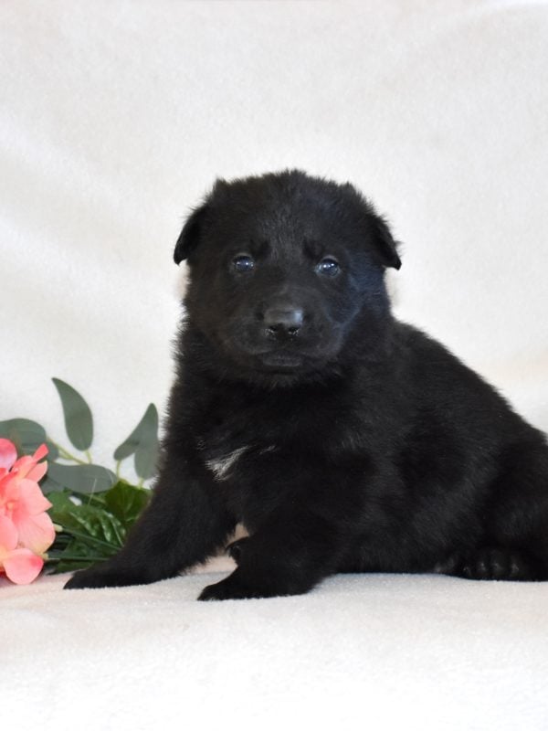 black gsd puppies for sale