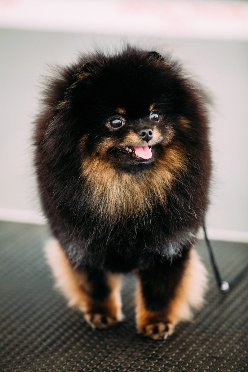 pomeranian puppies for sale