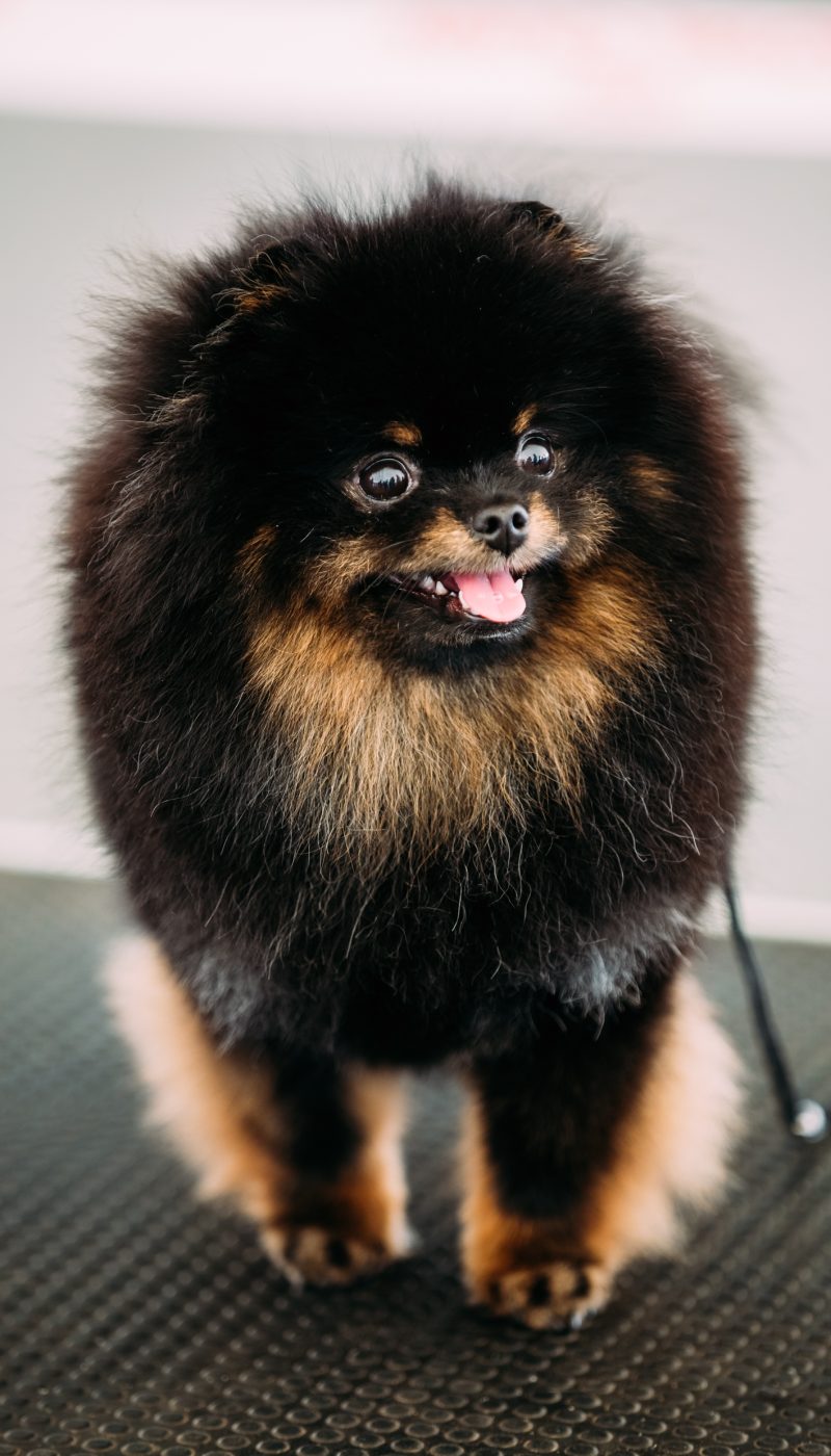 pomeranian puppies for sale