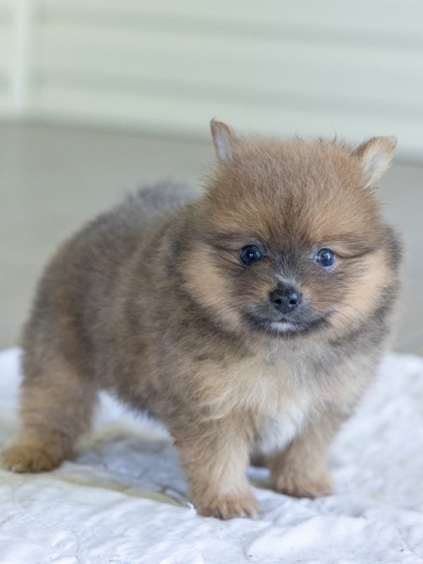 brown pomeranian for sale