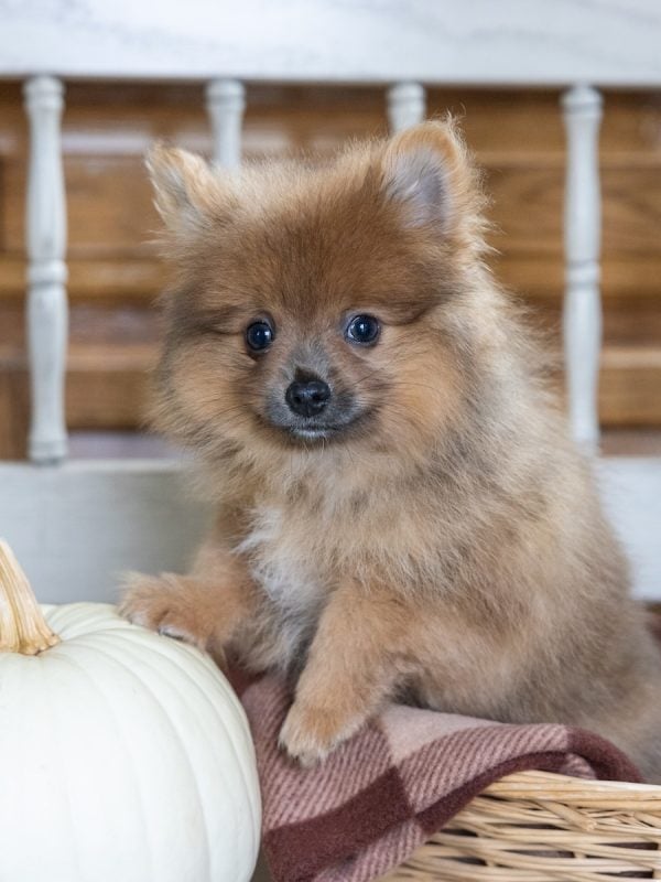 brown pomeranian for sale near me