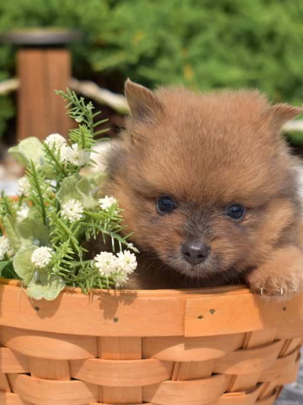 brown pomeranian for sale pa