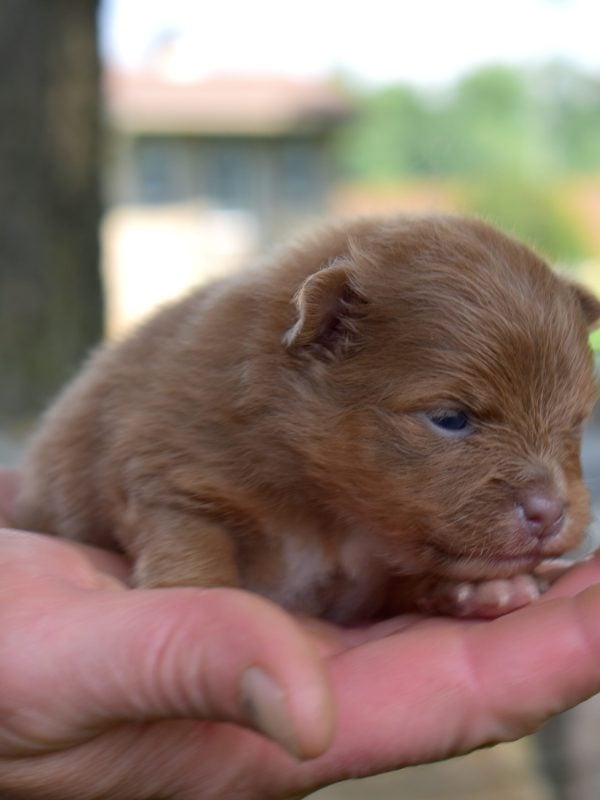 brown sable Pomeranian puppy breeder