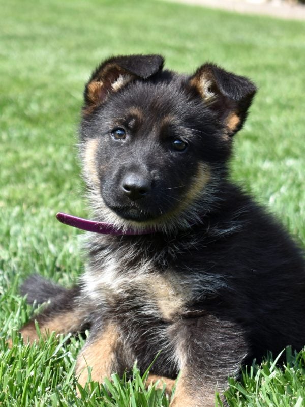 female german shepherd puppy for sale near me