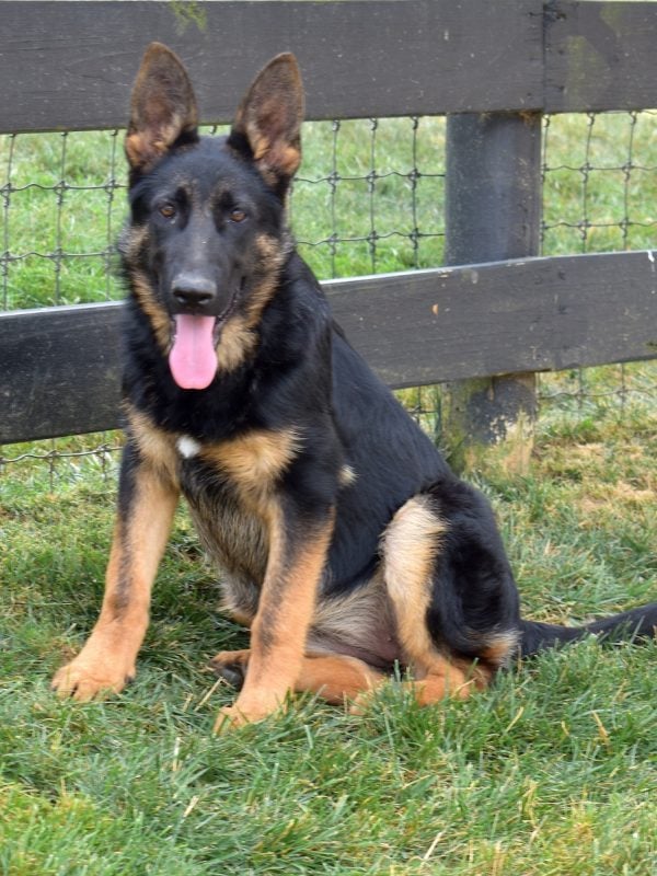 female purebred german shepherd near me pa